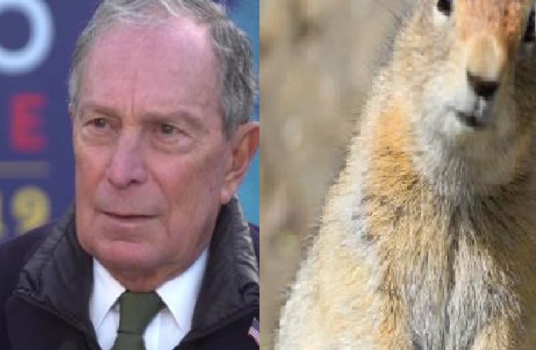 Who would you rather vote for? Michae Bloomberg, or a ground squirrel?