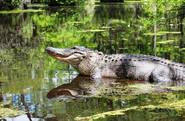 Gators In Virginia? One Found In The Pristine Swamps Outside Chesapeake Bay