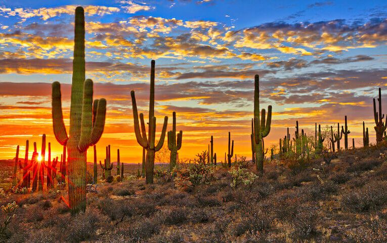 The Tallest Cactus In America Is 45 Feet Tall