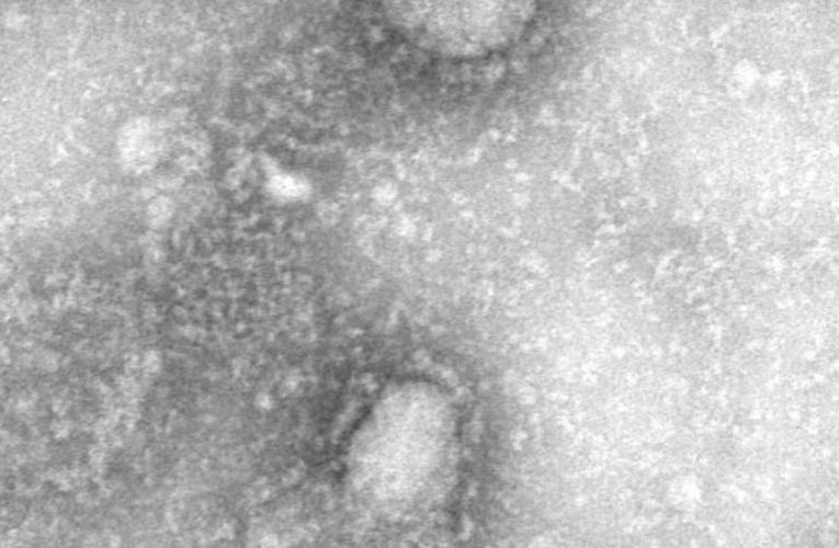 Cornonavirus begins hitting mainland US as more infected are quarantined