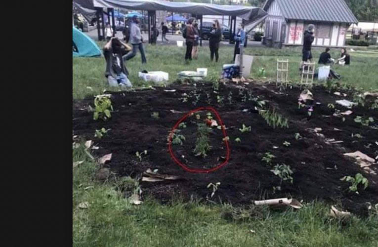 Antifa Tried To Grow Their Own Food: They Grew Flowers By Accident